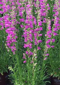 Penstemon x barbatus 'Prairie Dusk'